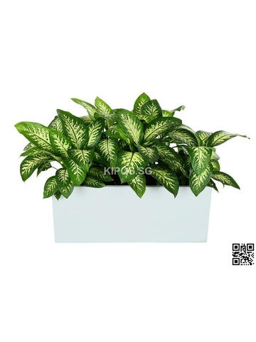 Dieffenbachia 'Tropical Snow' in Rectangular Planter (Rental)