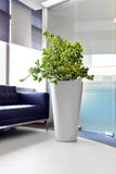 OXYGENS Self-Watering Planter