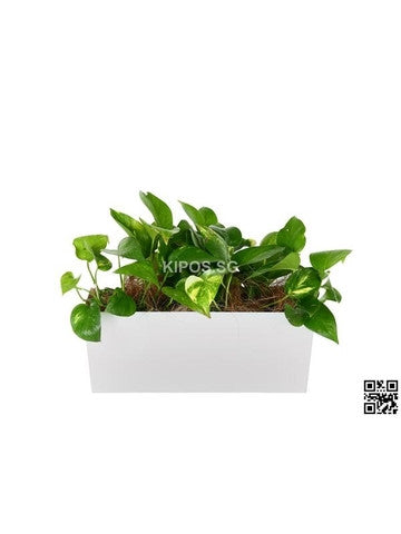 Epipremnum aureum in Tabletop Rectangular Planter (Rental)