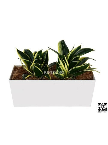Sansevieria Trifasciata in Tabletop Rectangular Planter (Rental)
