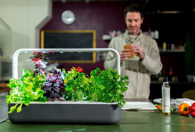 How to Reduce Food Waste With Indoor Gardening