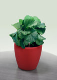 AQUAS Self-Watering Planter in Red