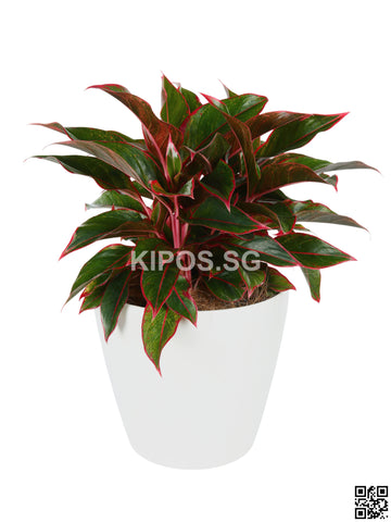 Aglaonema Red in Tabletop round pot (Rental)