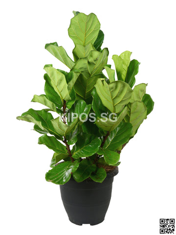 Ficus Lyrata FIGRATA-L-3FT