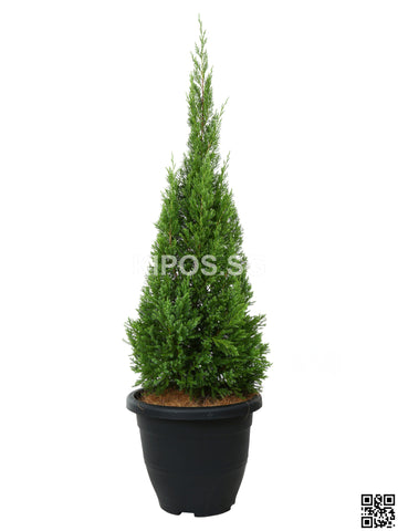 Juniperus chinensis JUN-3FT