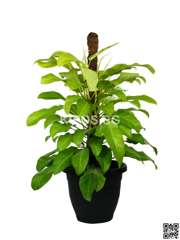 Philodendron Erubescens Gold PHILO-G-5FT