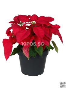 Red Poinsettia