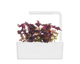 RED SHISO REFILL