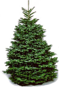 Real Nobel Fir Christmas Tree