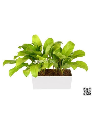 Philodendron Erubescens Gold in Tabletop Rectangular Planter (Rental)